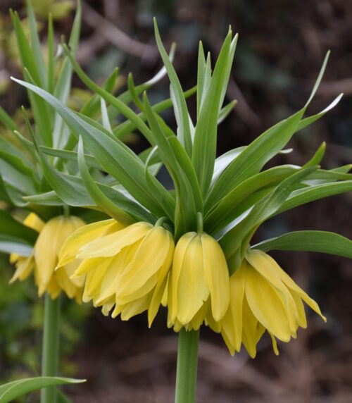 Fritillaria imperialis Double Gold