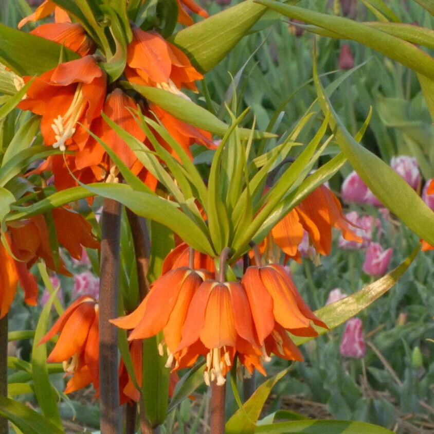 Fritillaria imperialis var. inodora-purpurea Bulbs | Crown Imperial