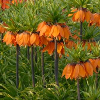 Fritillaria imperialis 'The Premier'