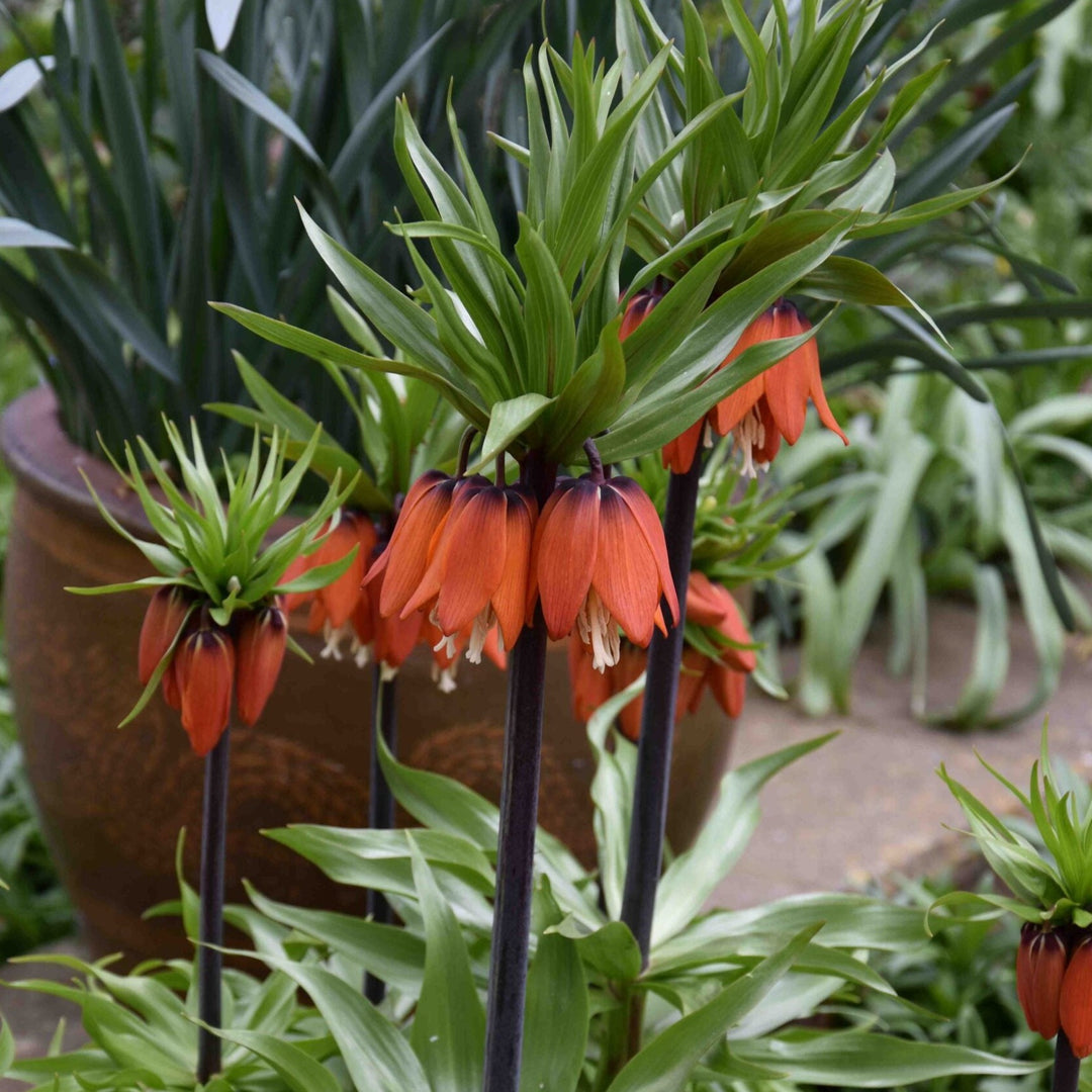 Fritillaria imperialis Rubra