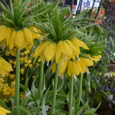 Fritillaria imperialis Lutea