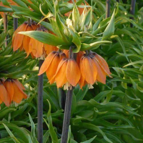 Fritillaria imperialis 'The Premier'