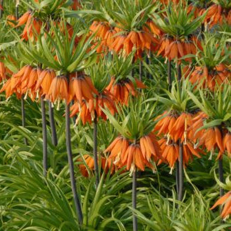Fritillaria imperialis 'Prolifera' Bulbs
