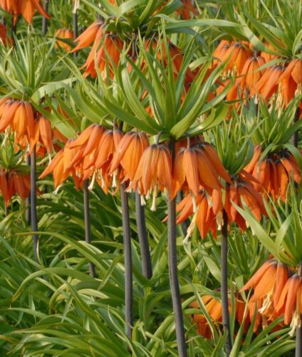 Fritillaria imperialis 'Prolifera' Bulbs