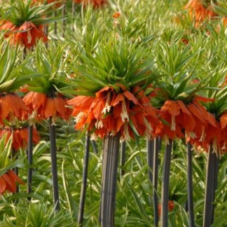 Fritillaria imperialis Slagzwaard