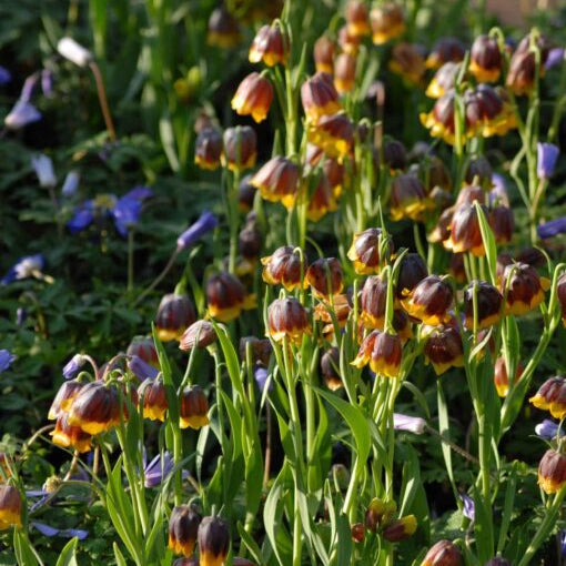 Fritillaria michailovskyi (Michailovski Fritillary) Bulbs
