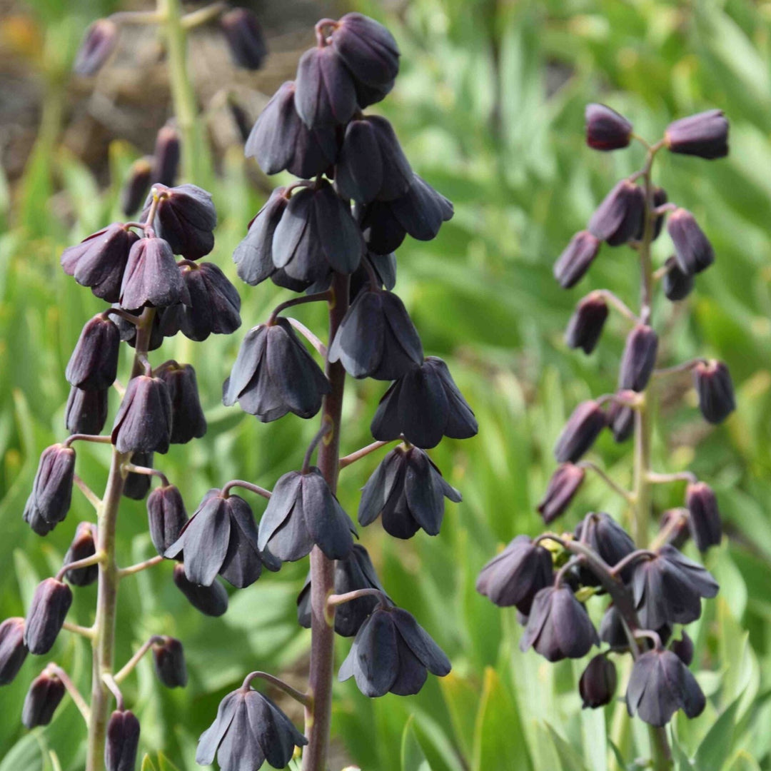 Fritillaria persica Blues Brothers