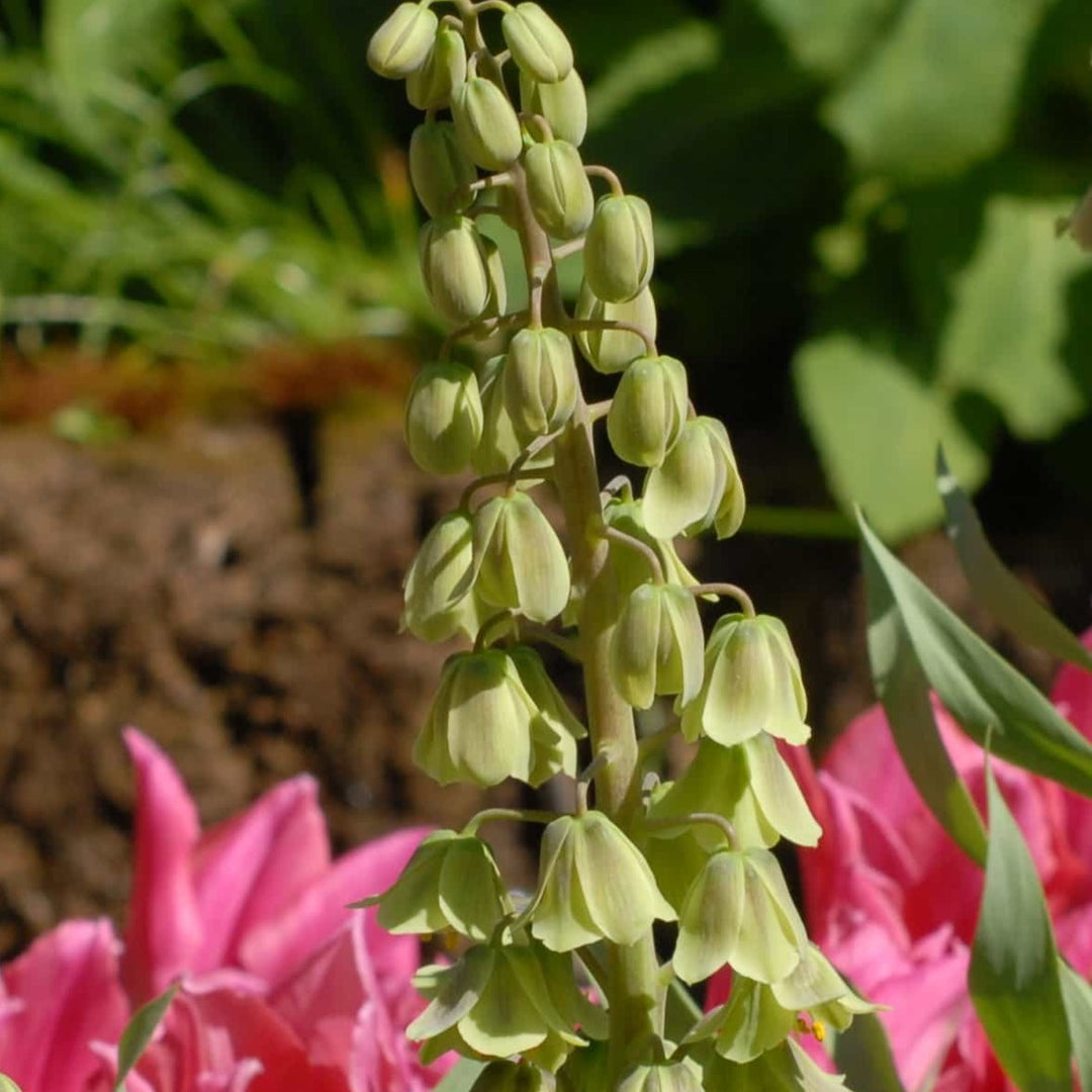 Fritillaria persica Green Dreams