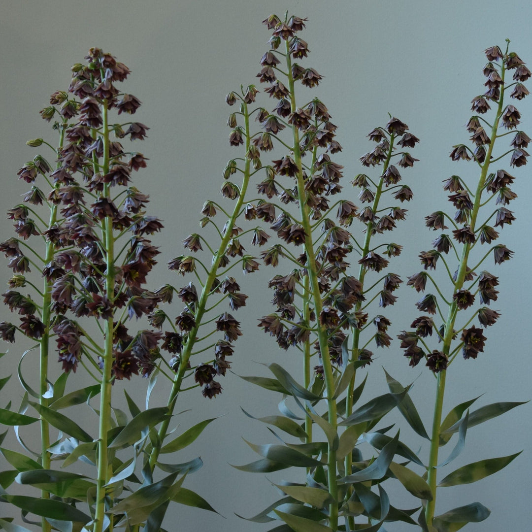 Fritillaria persica Magic Bells