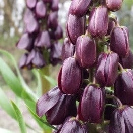 Fritillaria persica Purple Dynamite