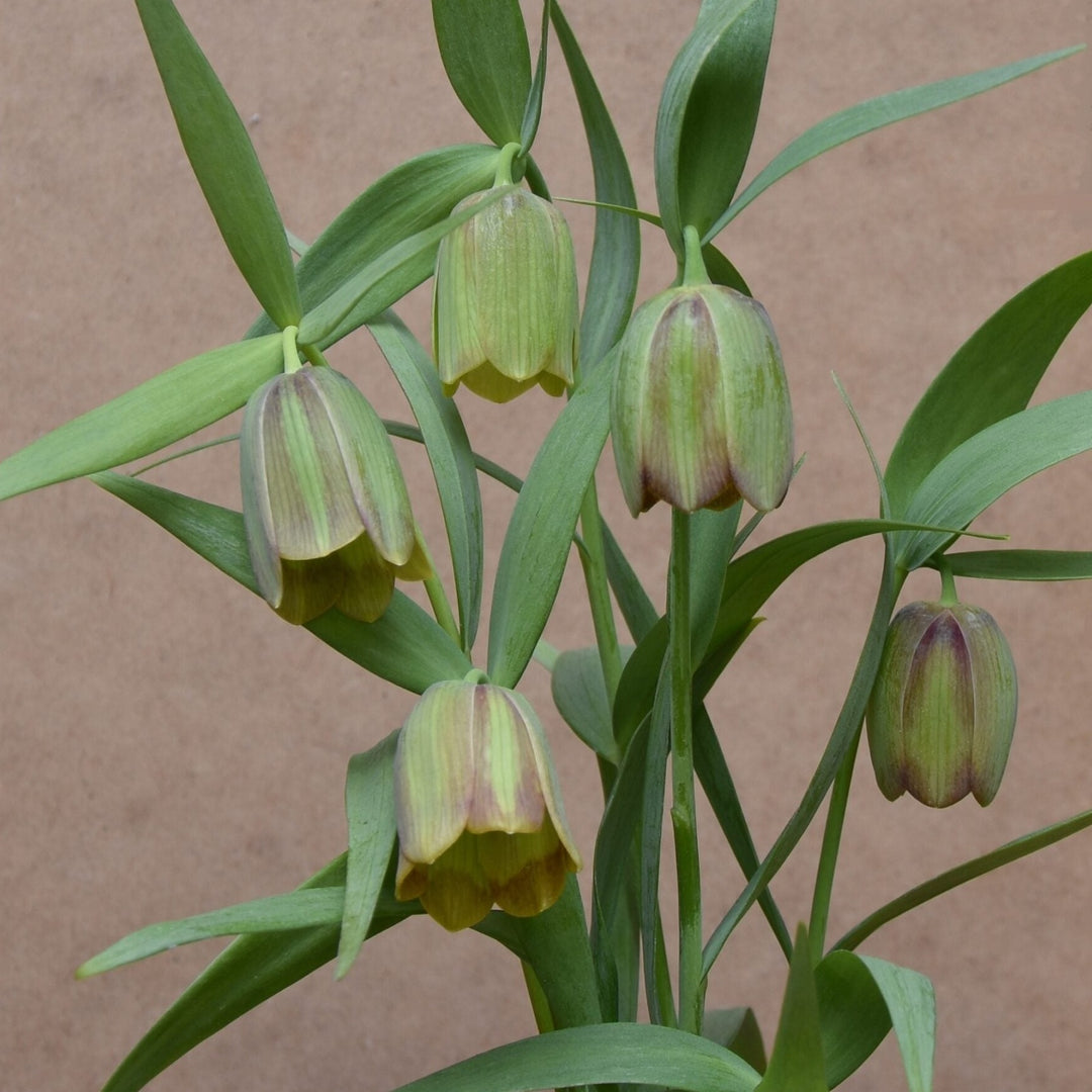 Fritillaria pontica