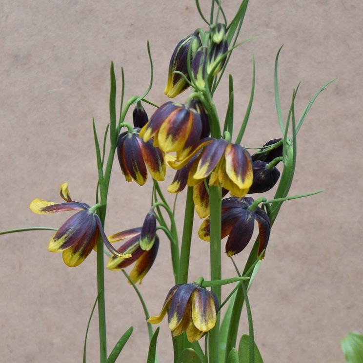 Fritillaria reuteri