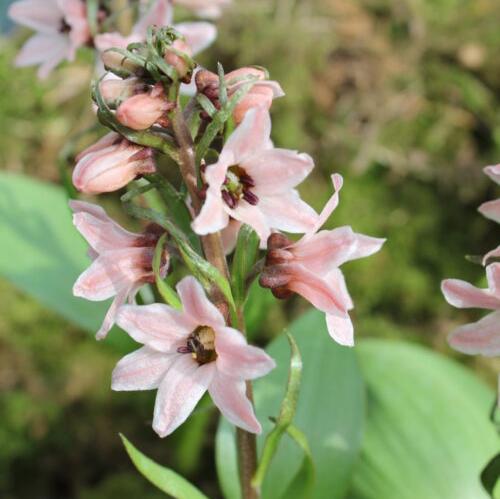 Fritillaria stenanthera