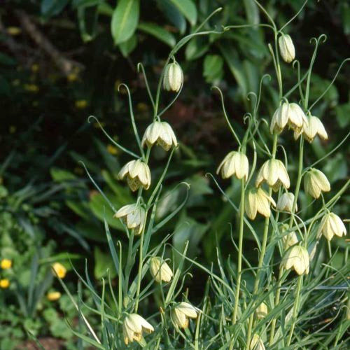 Fritillaria thunbergii Bulbs