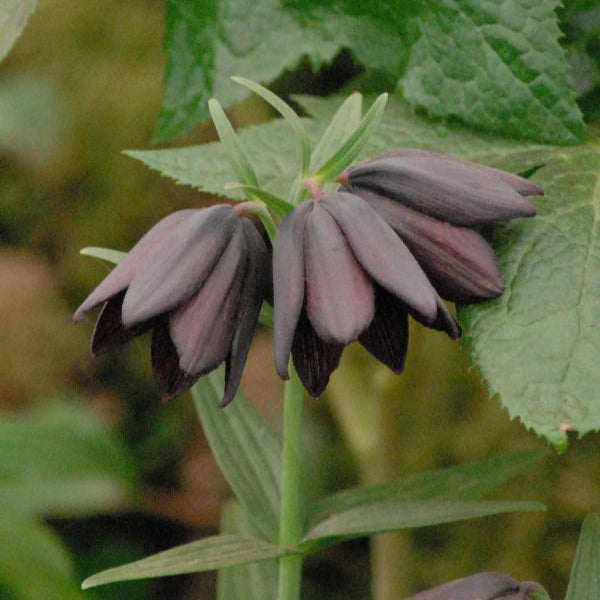 Fritillaria camschatcensis
