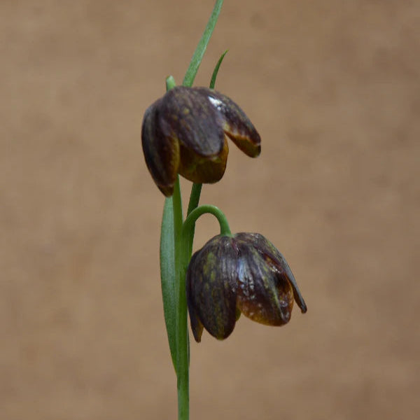Fritillaria davisii
