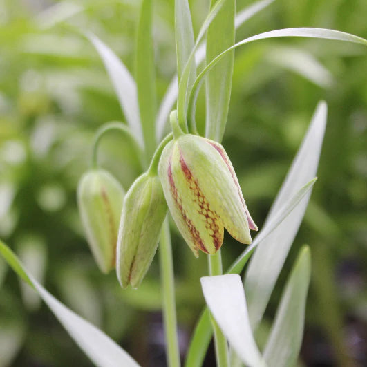 Fritillaria hermonis ssp. amana