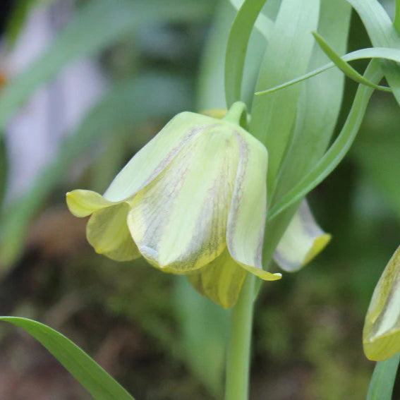Fritillaria olivieri