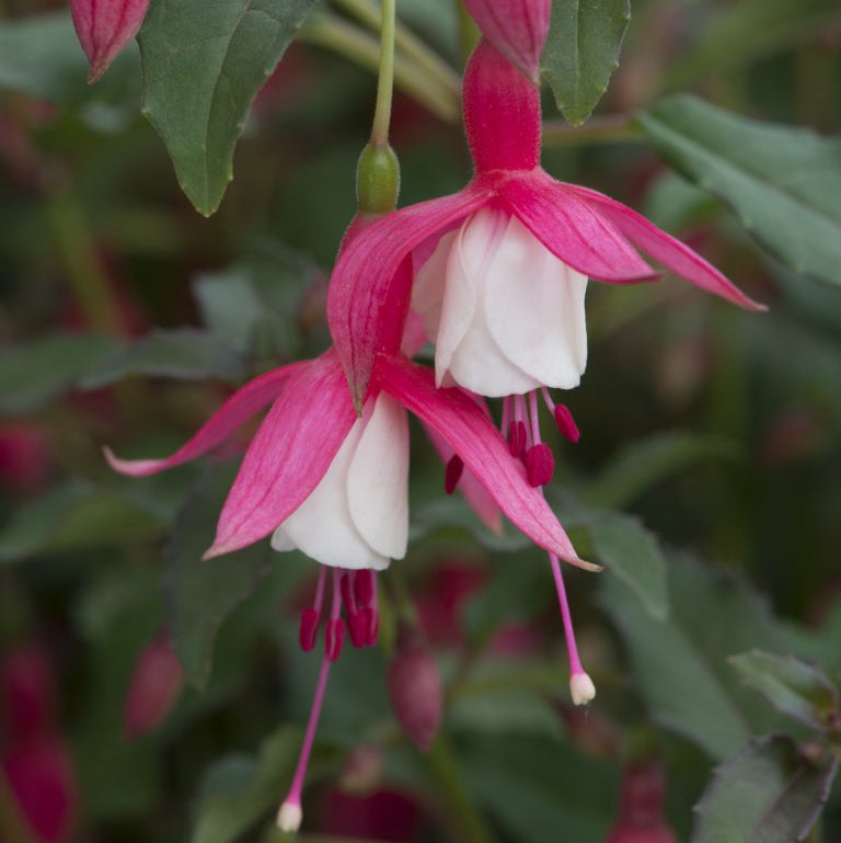 Fuchsia 'Alice Hoffman'