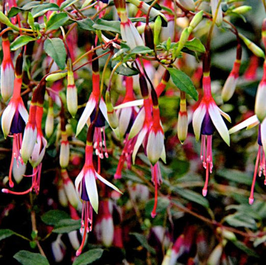 Fuchsia magellanica 'Arauco'