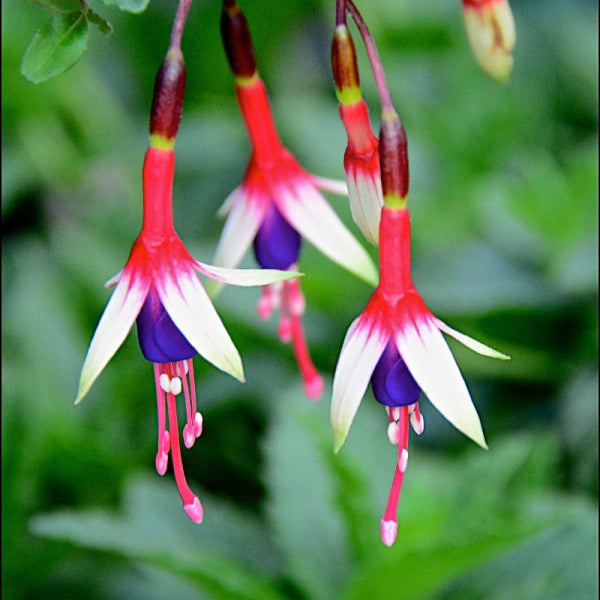 Fuchsia magellanica 'Arauco'