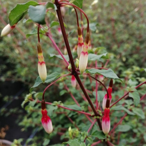 Fuchsia magellanica 'Arauco'