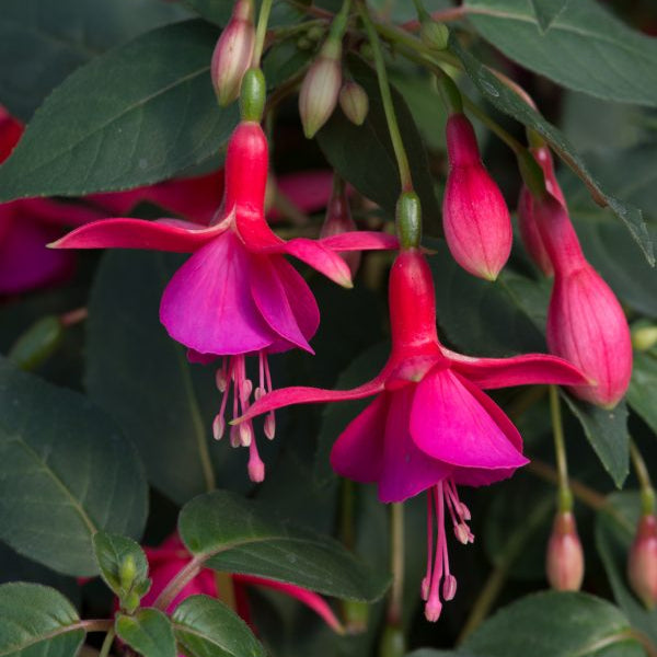 Fuchsia 'Display'