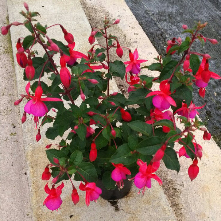 Fuchsia 'Beacon'