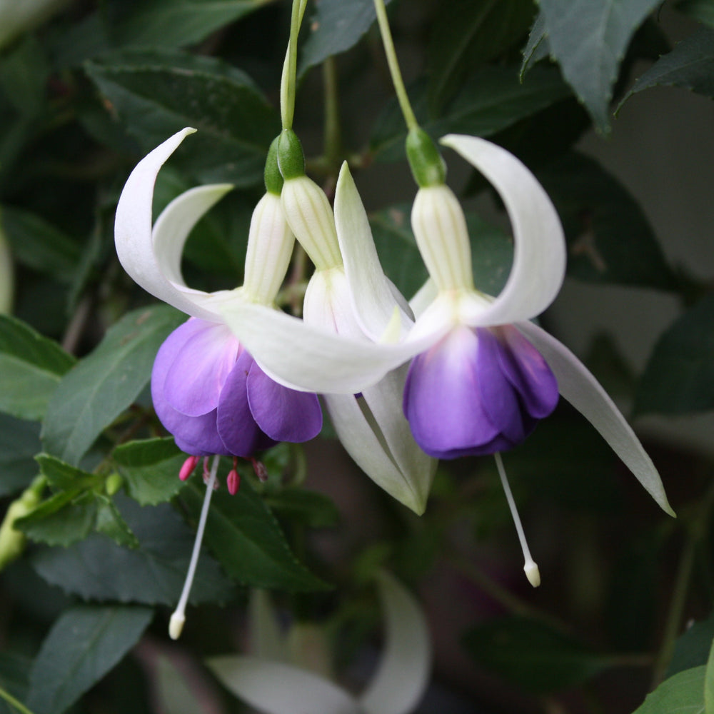 Fuchsia 'Delta's Sarah'