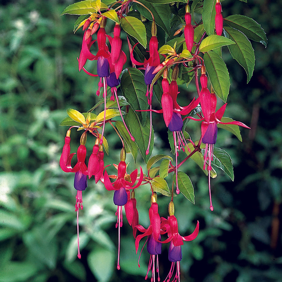 Fuchsia 'Genii'