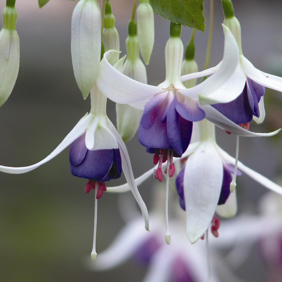 Fuchsia 'Delta's Sarah'