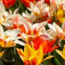 Tulip - Fun Colour Mix
