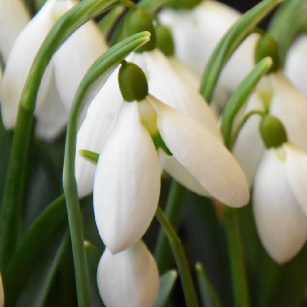 Galanthus 'Bertram Anderson' Bulbs