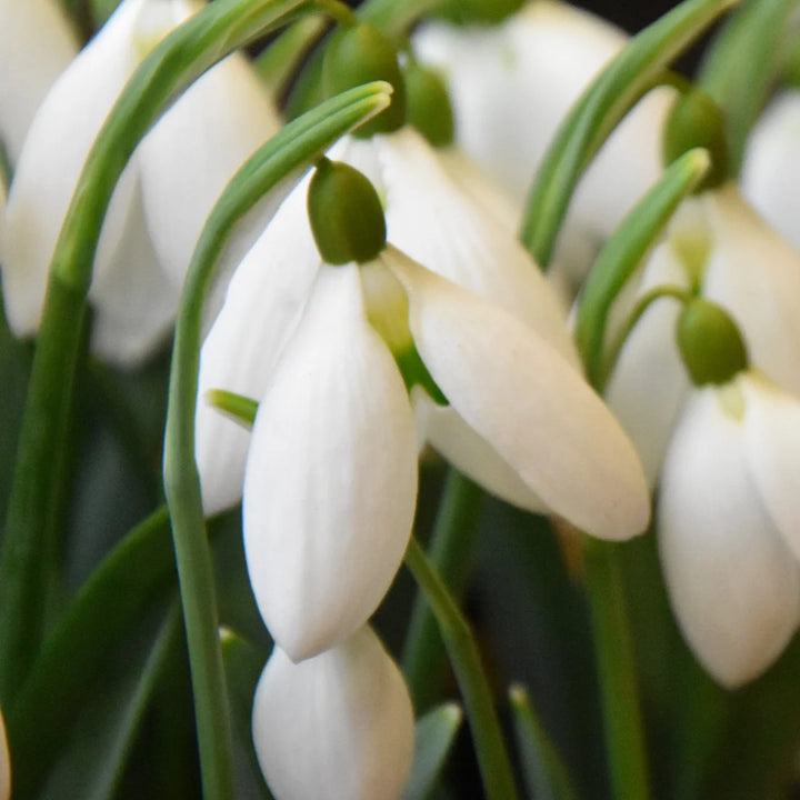 Galanthus 'Bertram Anderson' Bulbs
