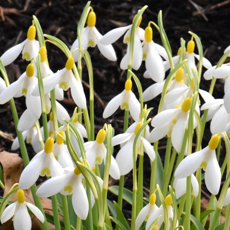 Galanthus 'Dick's Early Yellow' Bulbs