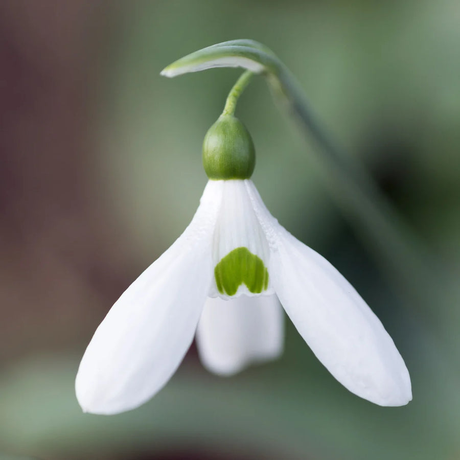 Galanthus elwesii 'Comet' Bulbs