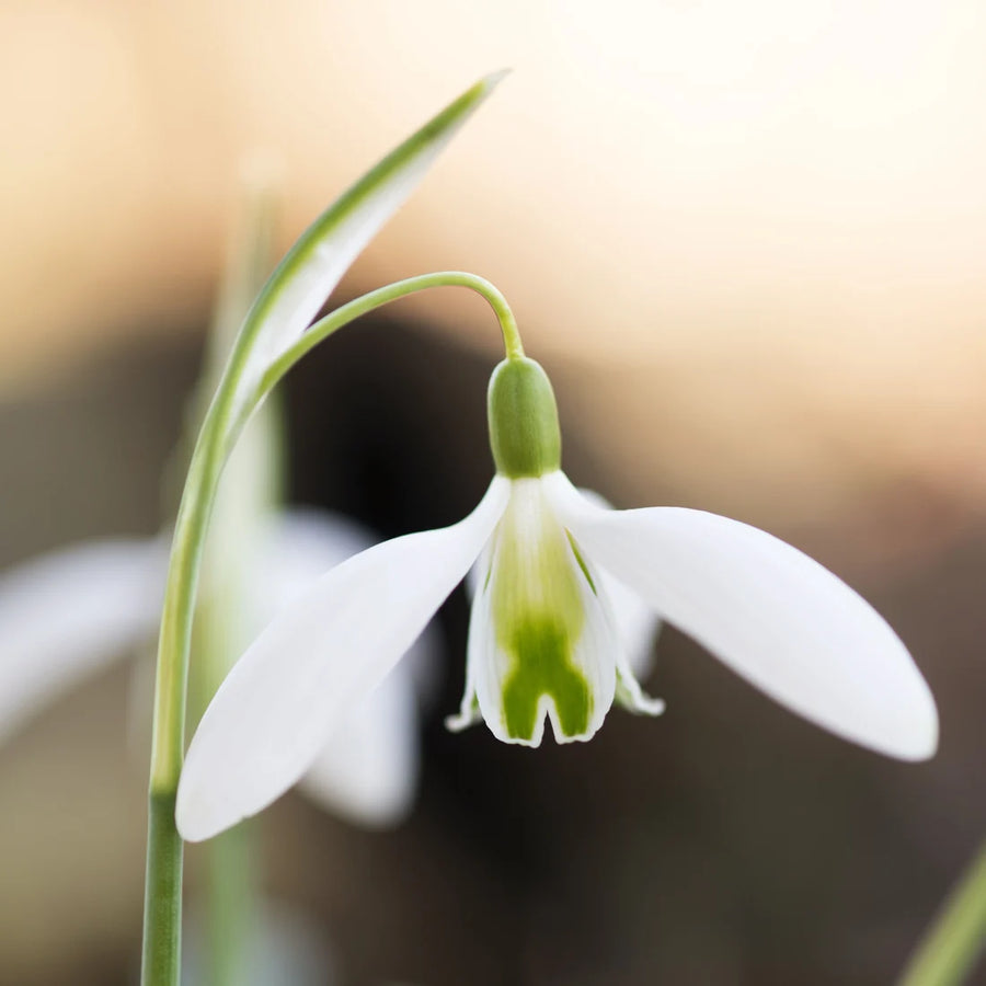 Galanthus 'Curly'