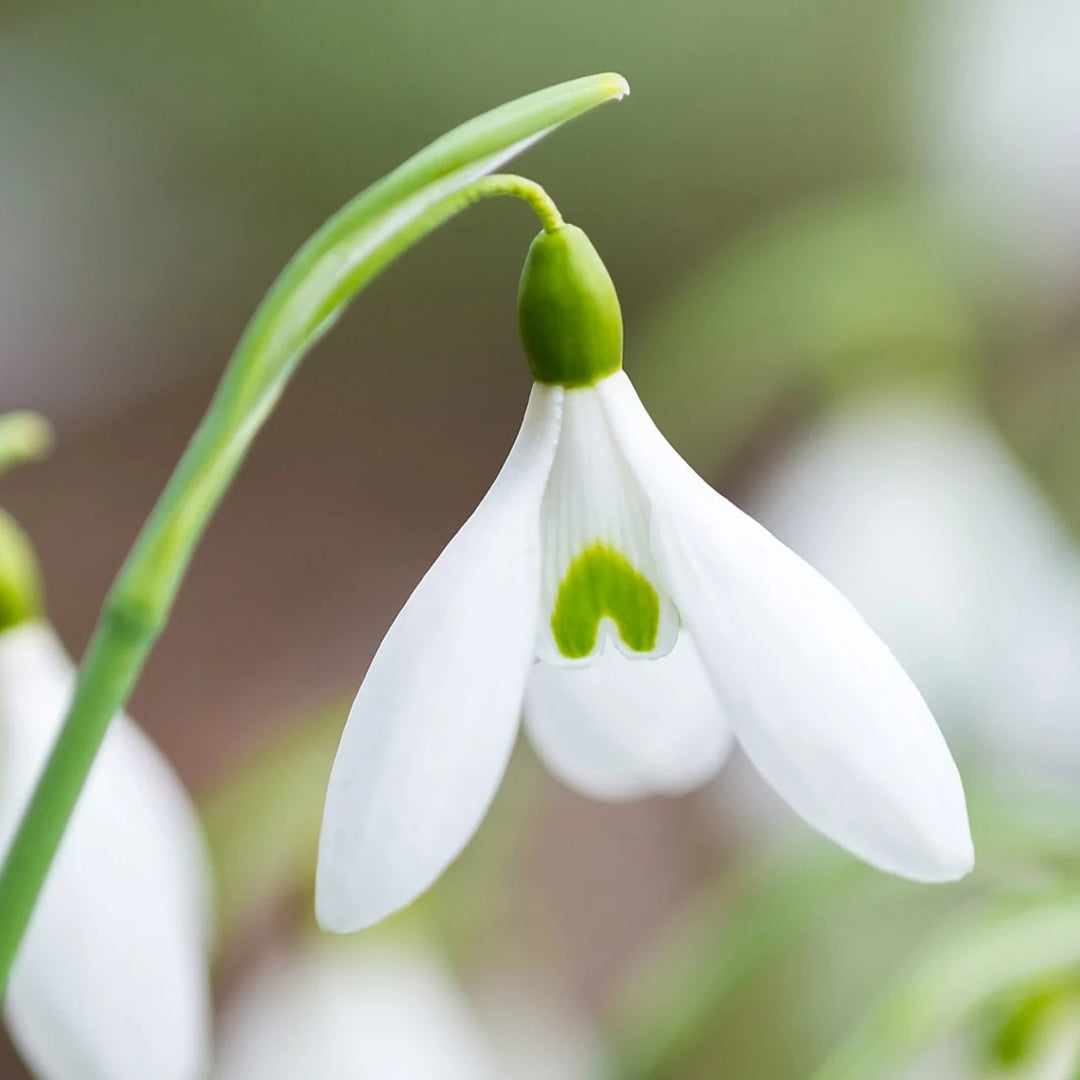 Galanthus 'James Backhouse' Bulbs