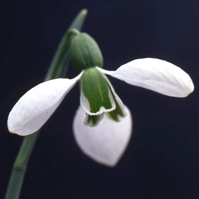 Galanthus 'Merlin' Bulbs