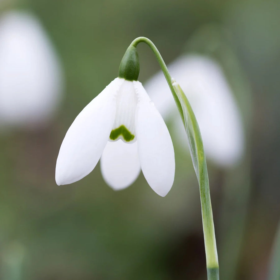 Galanthus elwesii 'Mrs Macnamara' Bulbs | Early Snowdrop