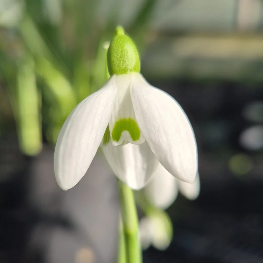 Galanthus nivalis 'White Dream' Bulbs