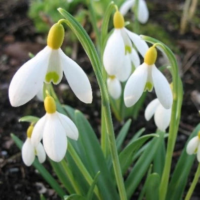 Galanthus 'Primrose Warburg' Bulbs