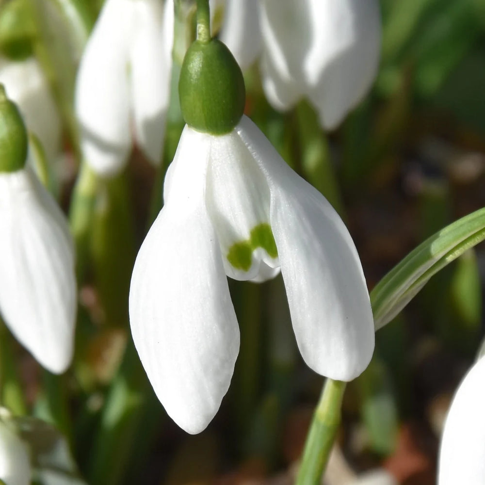 Galanthus x valentinei (Valentine's Snowdrop) Bulbs