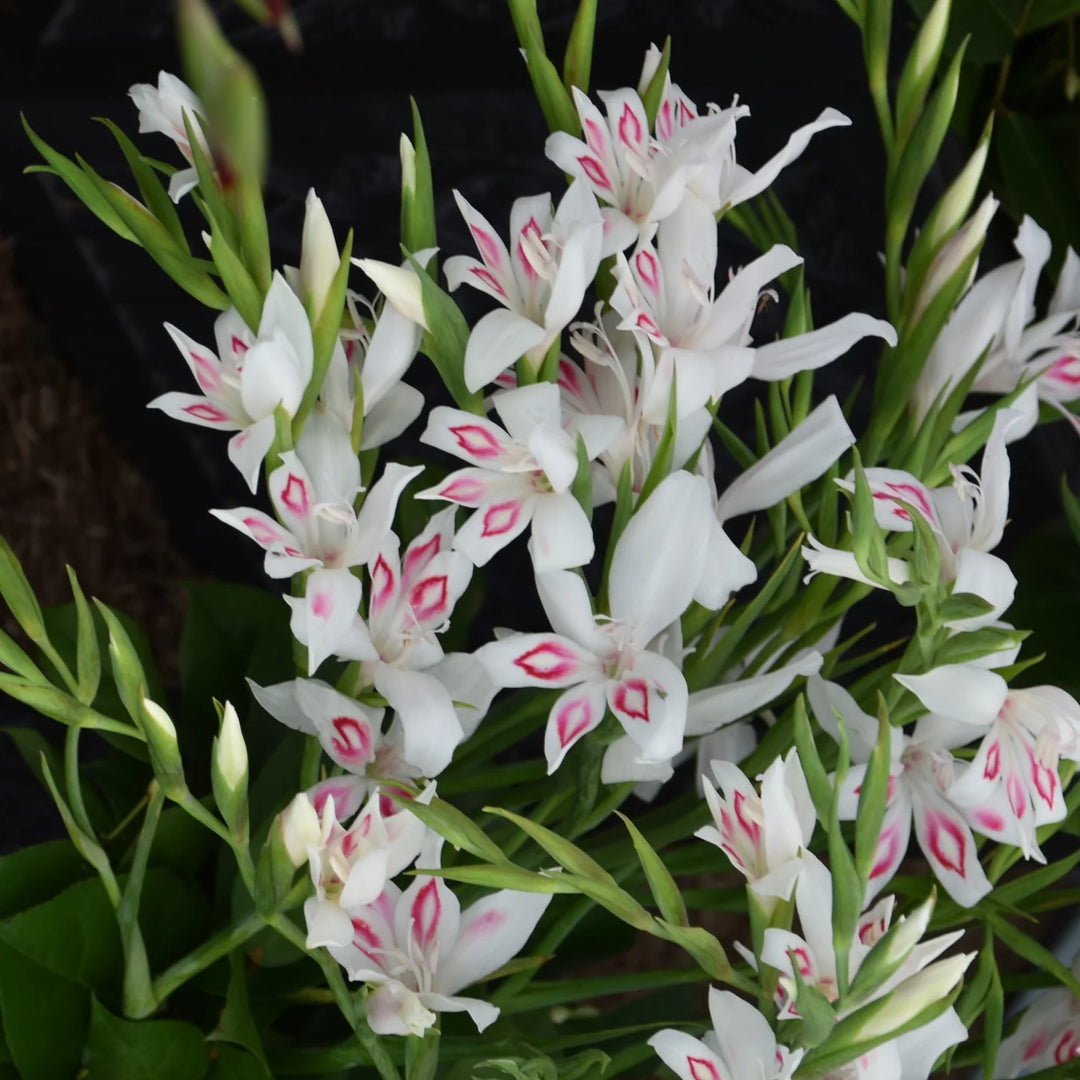 Gladiolus nanus 'Nymph' Corms | White Dwarf Gladiolus