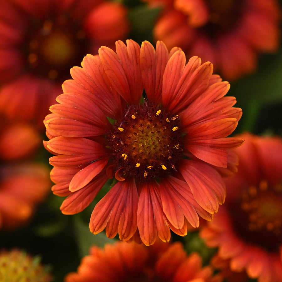 Gaillardia × grandiflora 'Guapa Red'