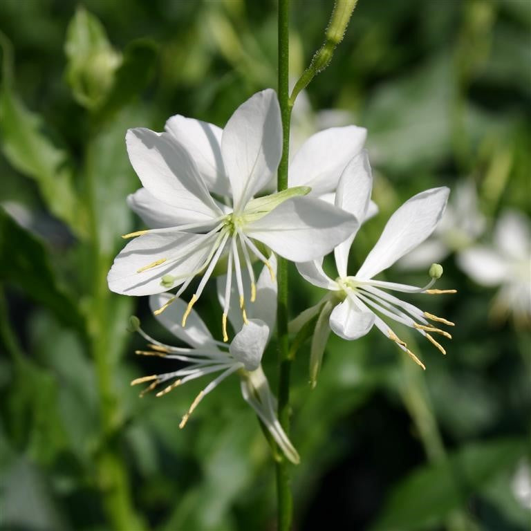 Gaura lindheimeri 'Papillon'