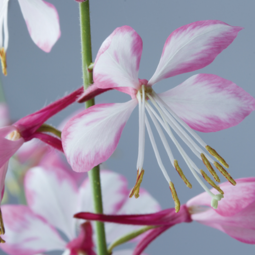 Gaura lindheimeri 'Rosyjane'