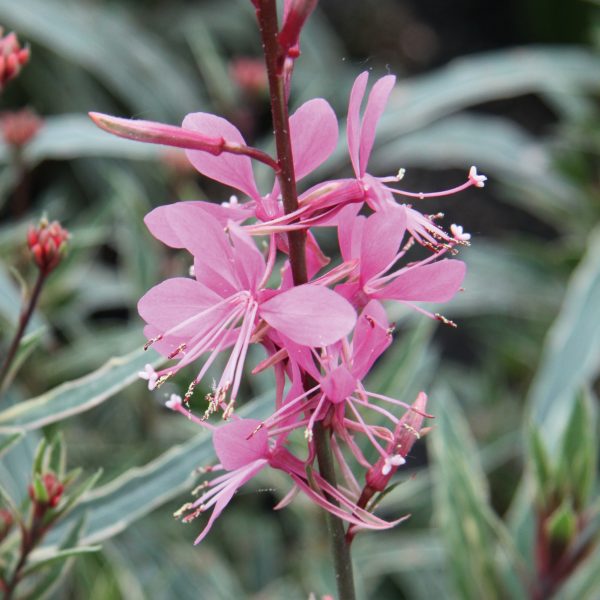 Gaura 'Gambit Variegata Rose'