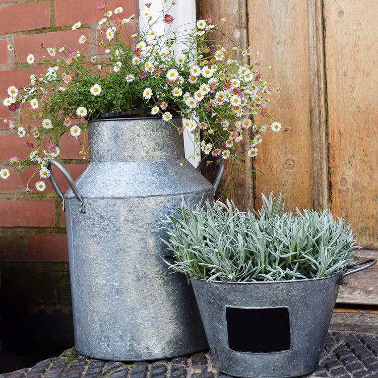 Ivyline Galvanised Milk Churn