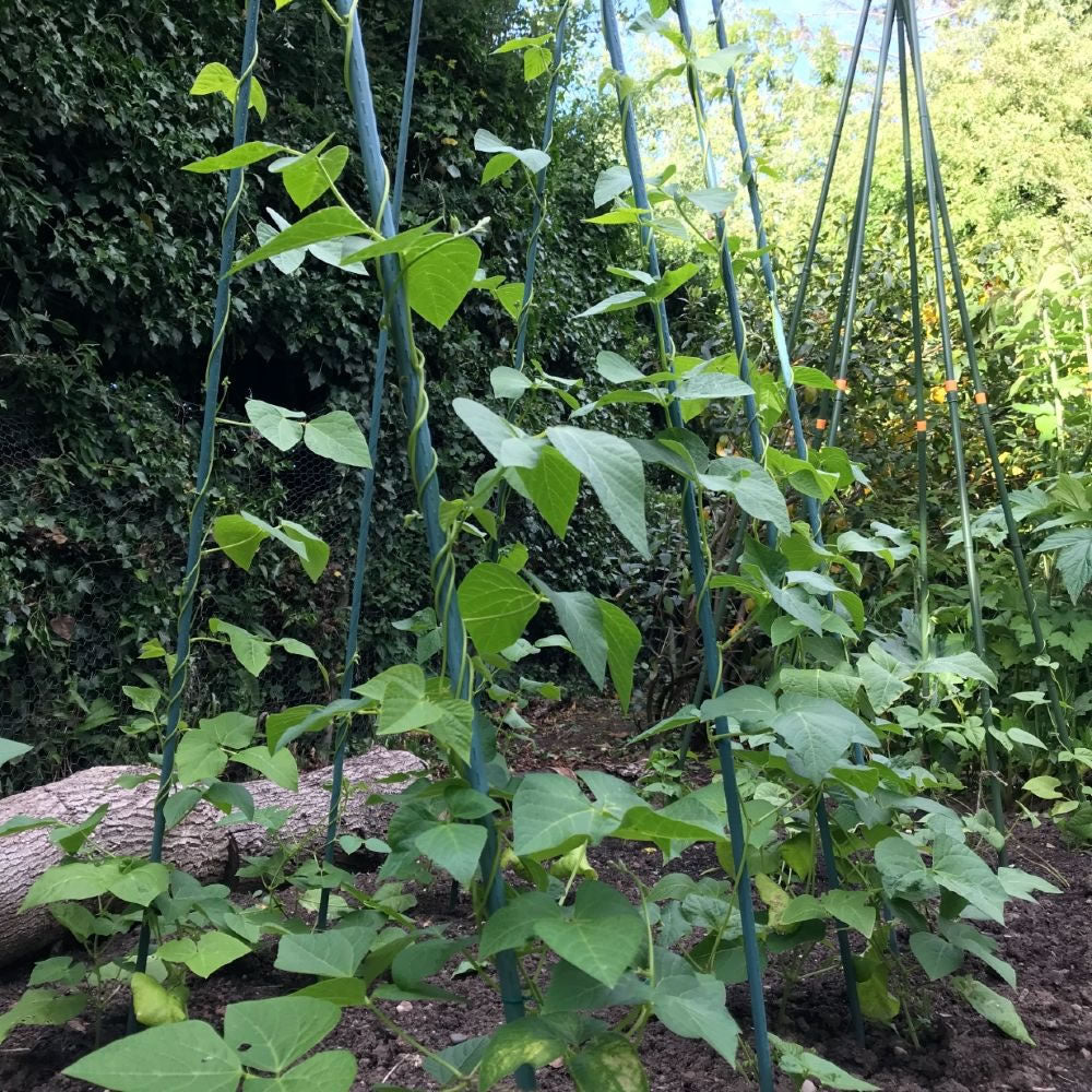 Bean Buddy Heavy Duty Runner Bean Grow Frame